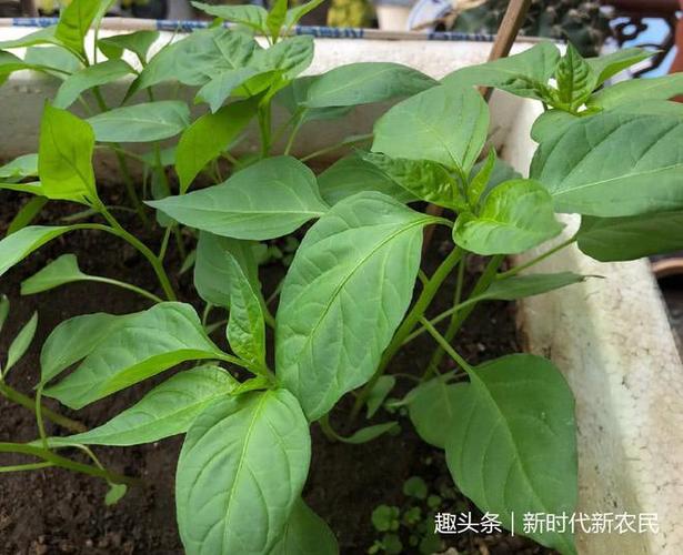 豌豆尖施什么肥能长得又粗又壮缩略图