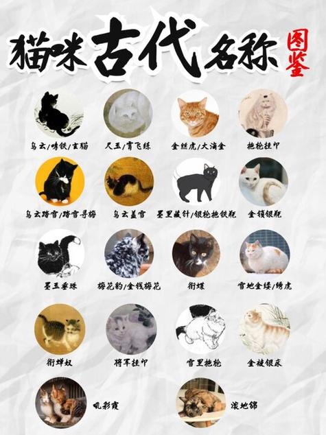 小橘猫 取名