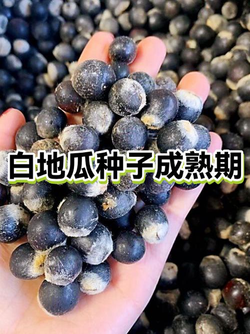 多多农场高级种子成熟时间截图