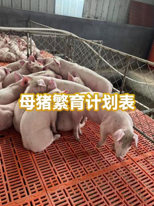 繁育计划截图