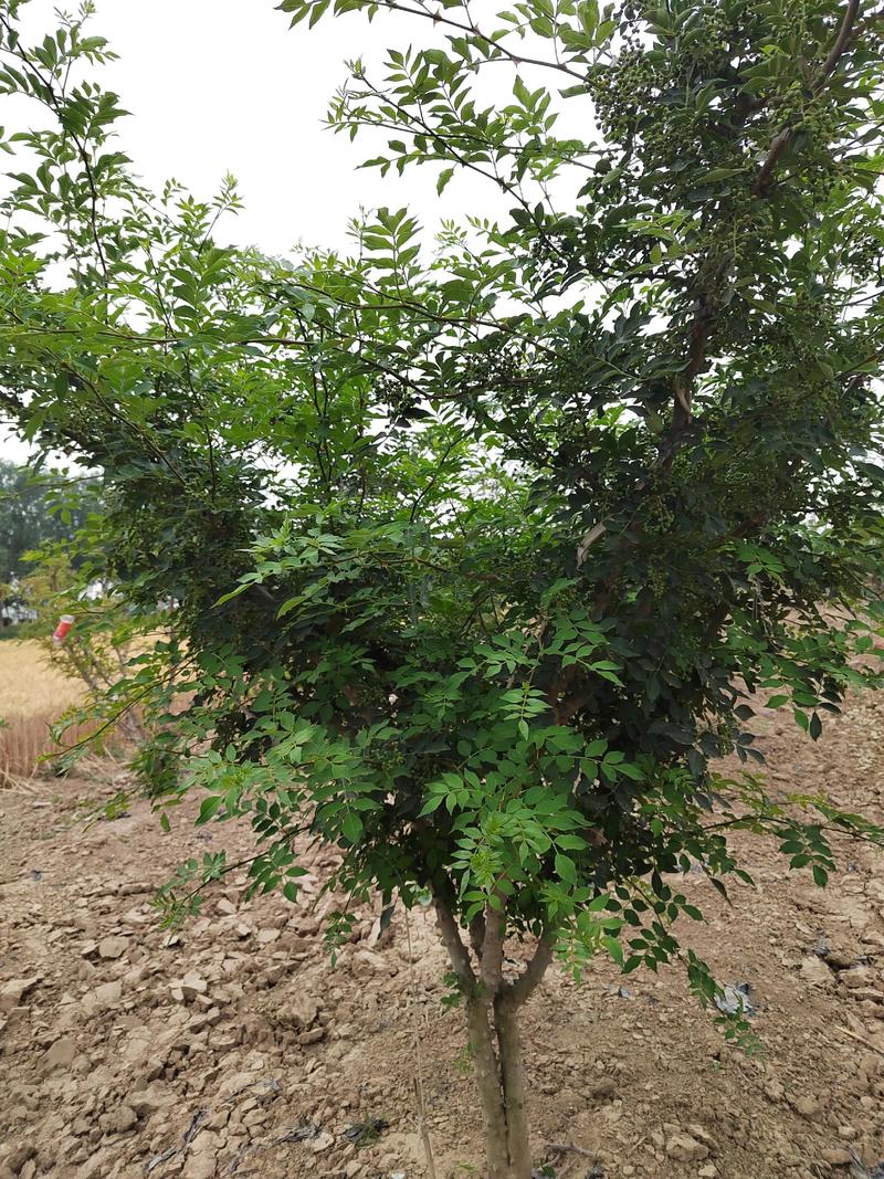 花椒违禁用户怎么取关