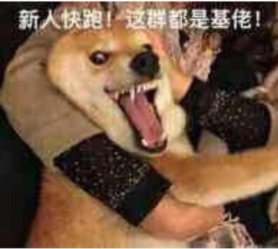 欢迎新人入群搞笑表情包缩略图