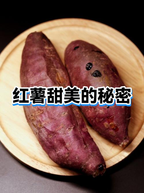 地瓜是根还是茎为什么