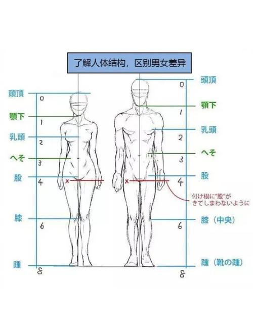 初中生物男女身体基本构成图标