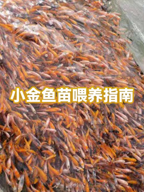 小金鱼怎么养才能养活