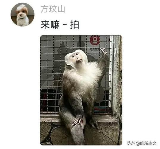 搞笑猴子图片 表情包