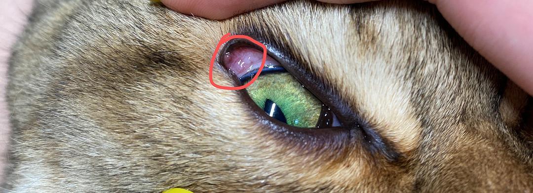 猫咪眼睛息肉图片