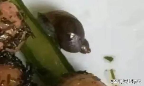 菜里面吃出了蜗牛有事吗截图