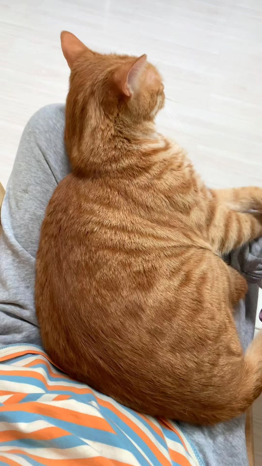 橘猫粘人吗游戏截图