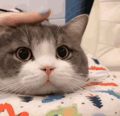 猫能忍受几天主人不在家