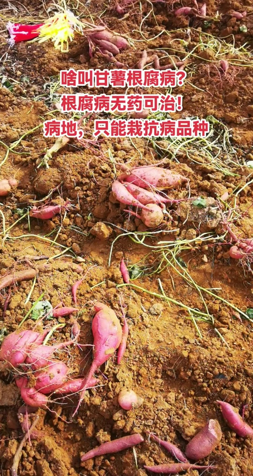 红薯是植物的根还是茎图标