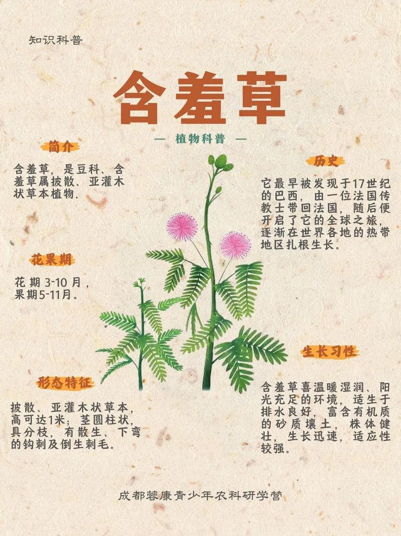 含羞草的暗语是什么图标