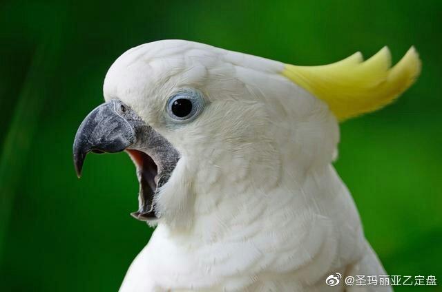 排名前10最粘人的鹦鹉图标