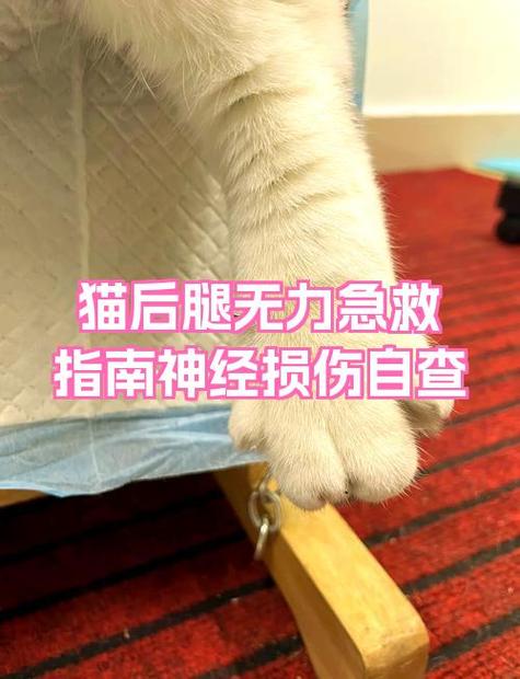 猫咪后腿无力走路不稳是什么原因