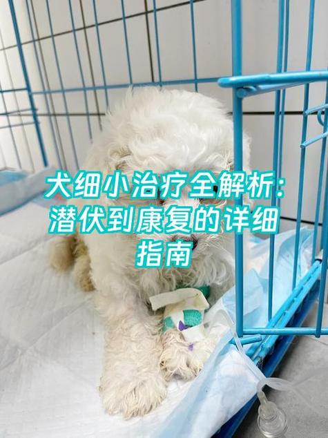 小狗得了细小几天度过危险期