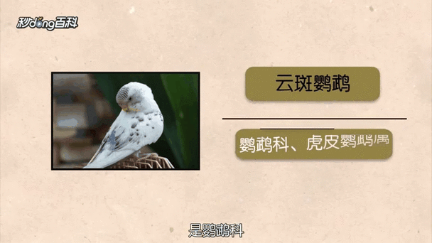 云斑鹦鸟的饲养方法