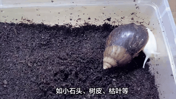 家里有蜗牛好不好