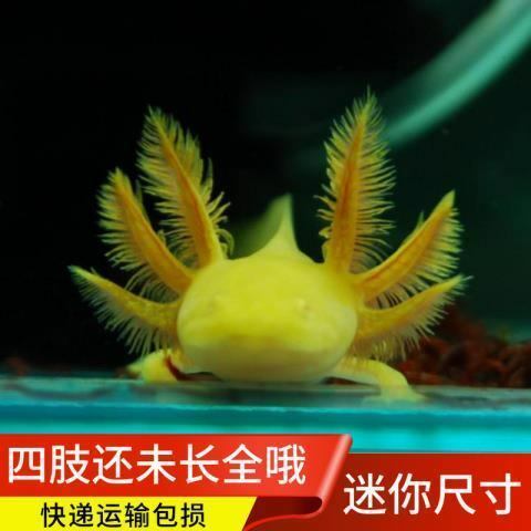 小火龙鱼能活多久