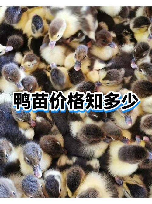 鸭苗批发价多少钱一只缩略图