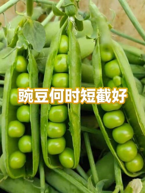 豌豆短视频旧版本下载安装