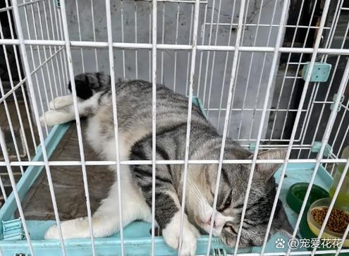 猫关在笼子里养好不好