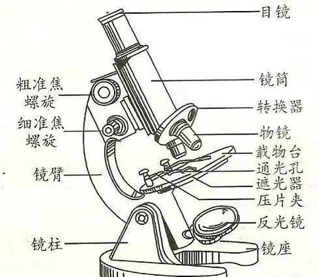 显微镜的结构图
