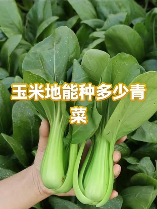 500g青菜多少卡路里