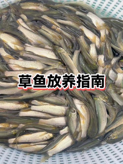 刚买的草鱼怎么存放