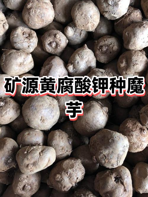 魔芋是什么图标
