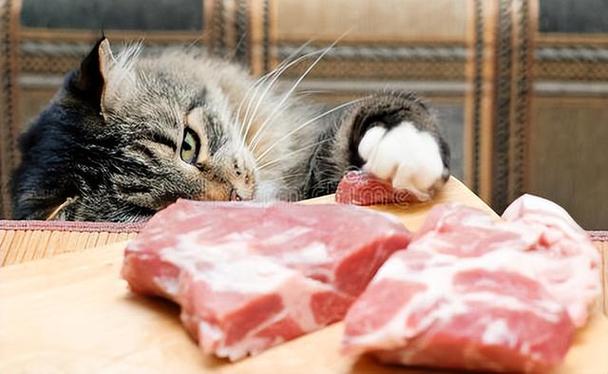 猫猫能吃肥肉吗