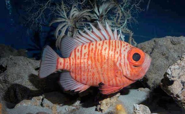 深海水族馆基地
