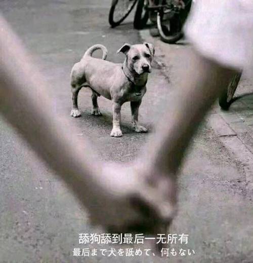 添狗添到最后一无所有句子
