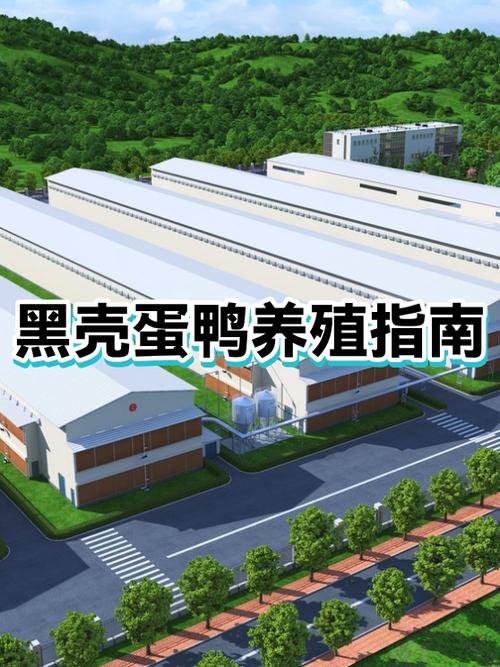 养3000只蛋鸭的成本得多少钱