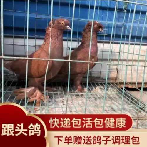 新疆翻翻鸽转20个步骤