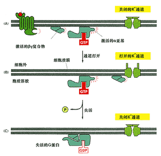 G蛋白是什么