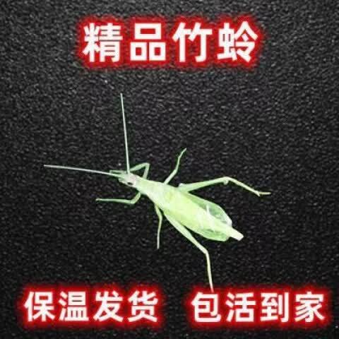 人工蛐蛐和野生哪个厉害