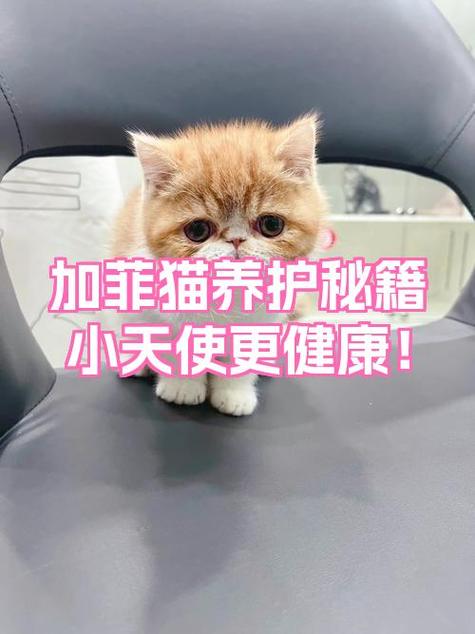 加菲猫生产时注意事项