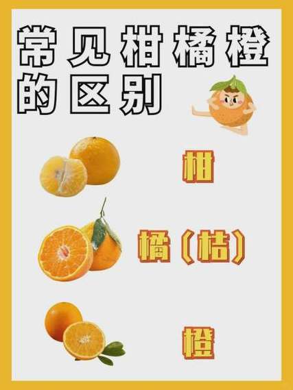 橙子和柑子的营养区别缩略图