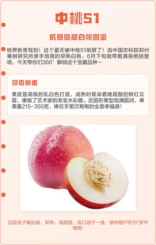 中桃51品种介绍