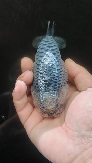 兰寿鱼有灵性吗