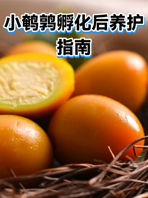 刚出壳的小鹌鹑怎么养