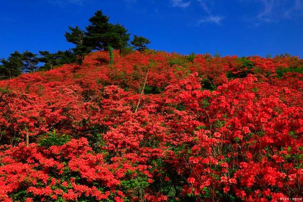 杜鹃花是什么季节开的