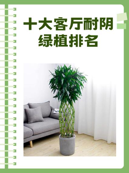 室内大型绿植排行榜