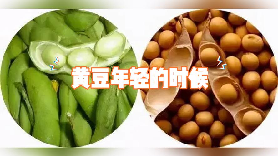 黄豆和毛豆是一样的吗缩略图