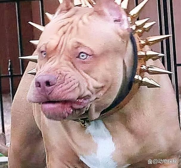 世界上最凶猛的狗