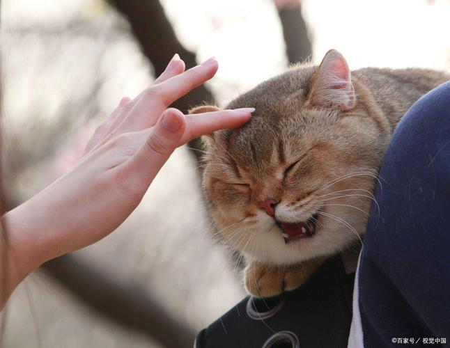 猫咪喜欢蹭人还一直叫截图