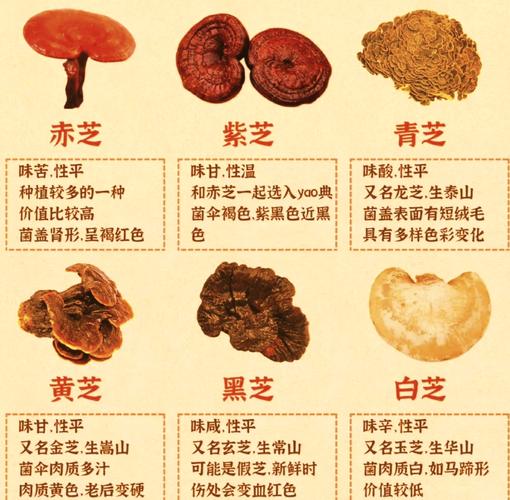 中国灵芝十大品牌