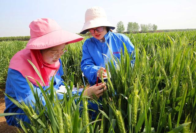 抢麦是什么意思