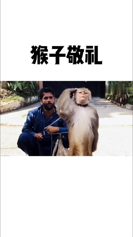 猴子敬礼表情包游戏截图