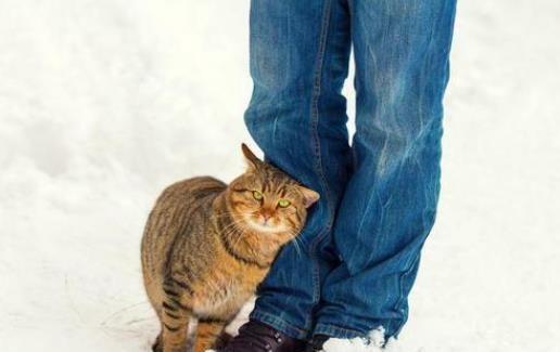 猫咪围着人转圈蹭腿